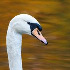 Vor Herbstwasser