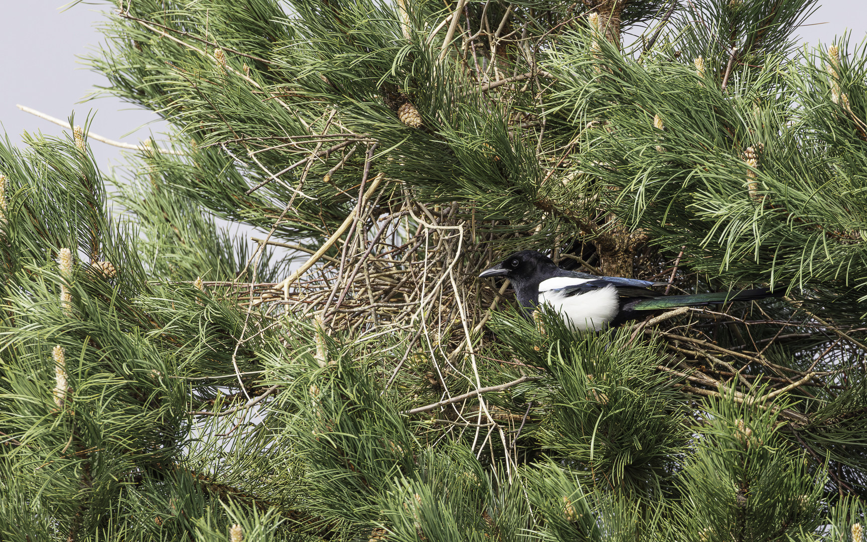 vor ihrem Nest