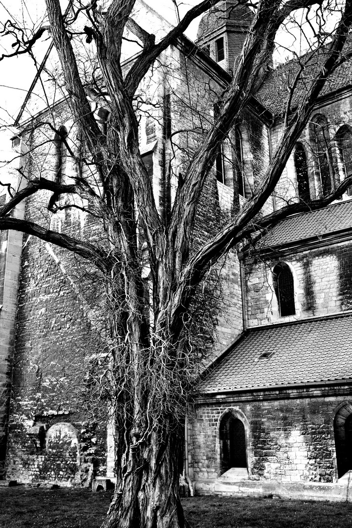 Vor Klosterkirche Riddagshausen in Braunschweig 