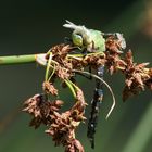 ..vor kurzem erst aus ihrer hülle geschlüpft.. (libelle)