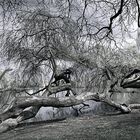 Vor laanger Zeit am Berliner Obersee