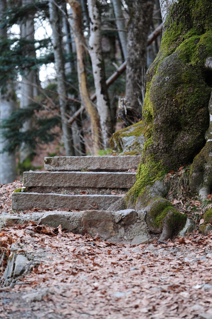 Vor langer Zeit ging hier ein kleiner Hobbit entlang, Namens..............