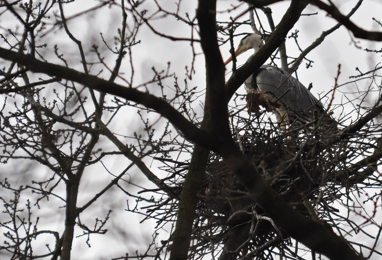 Vor lauter Ästen findet man bald sein Nest nicht wieder