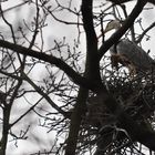 Vor lauter Ästen findet man bald sein Nest nicht wieder