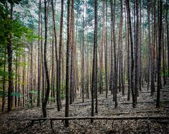 Vor lauter Bäumen den Wald nicht sehen