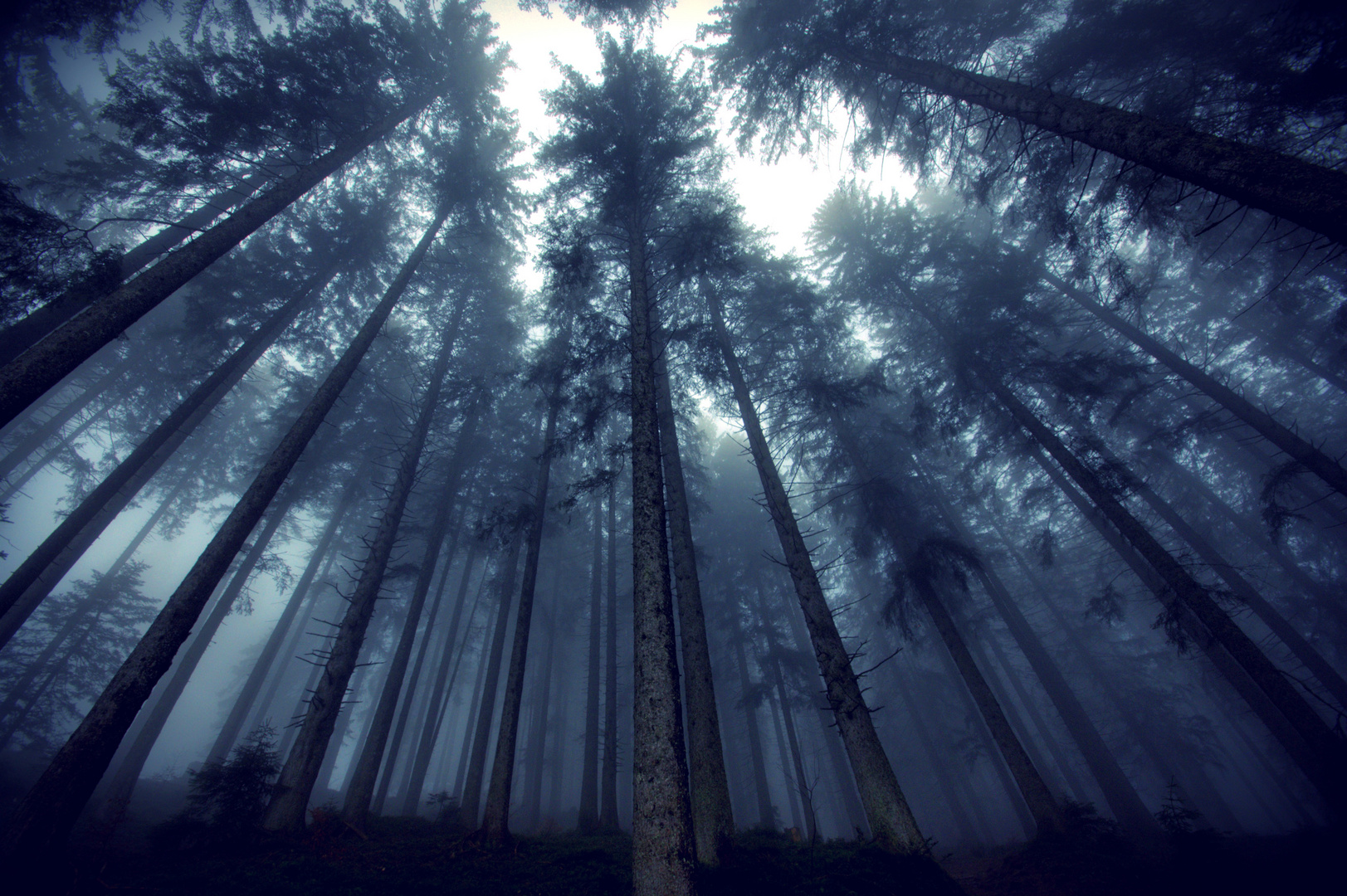 Vor lauter Bäumen den Wald nicht sehen