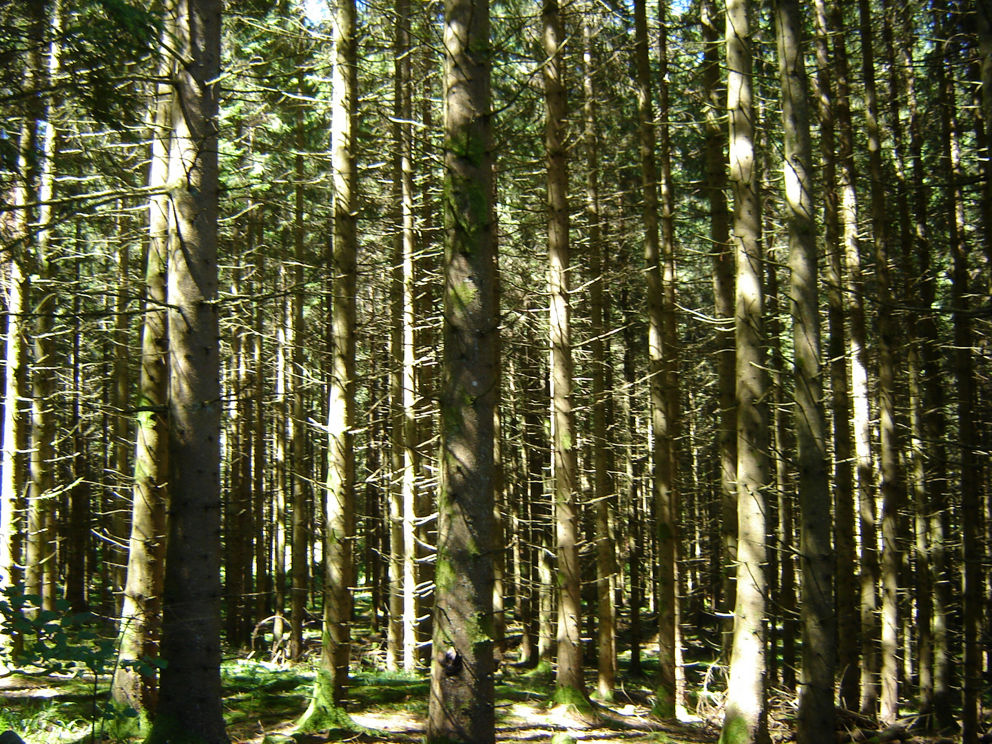 vor lauter Bäumen den Wald nicht sehen