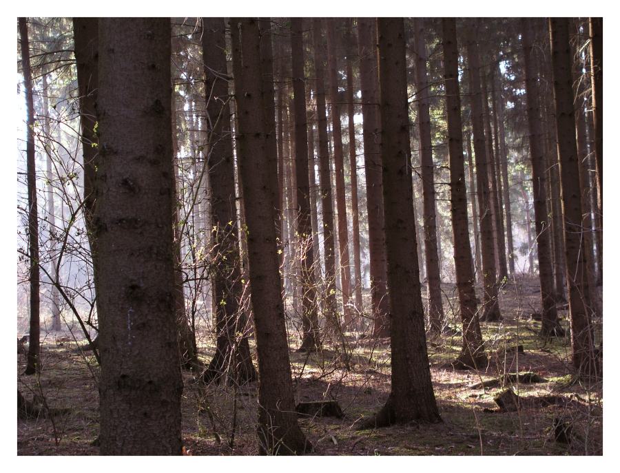 Vor lauter Bäumen sehe ich den Wald nicht mehr!