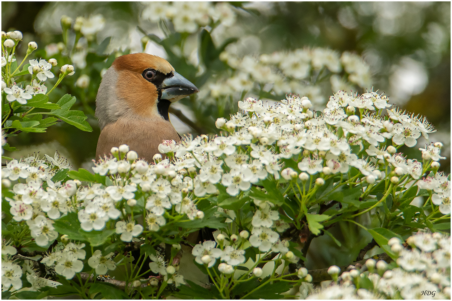 Vor lauter Blüten (2) ...