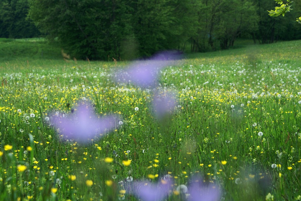 vor lauter Blumen..