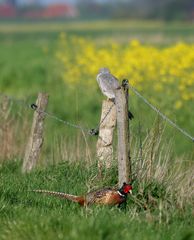 Vor lauter Gelb und Bunt...