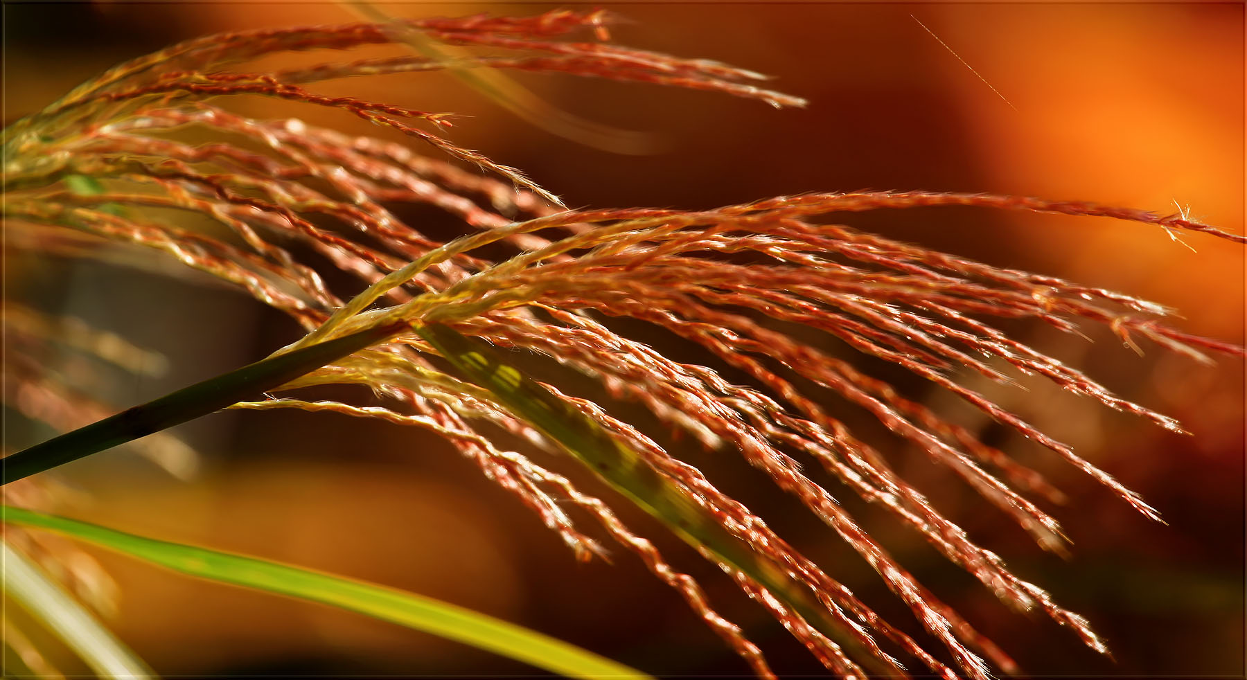 vor lauter gras nichts sehen und sich nicht finden ...