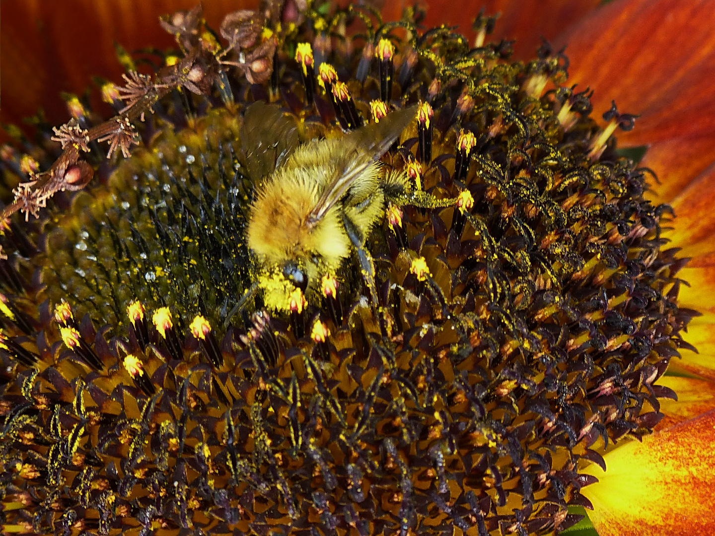 Vor lauter Pollen hätt ich sie fast übersehen