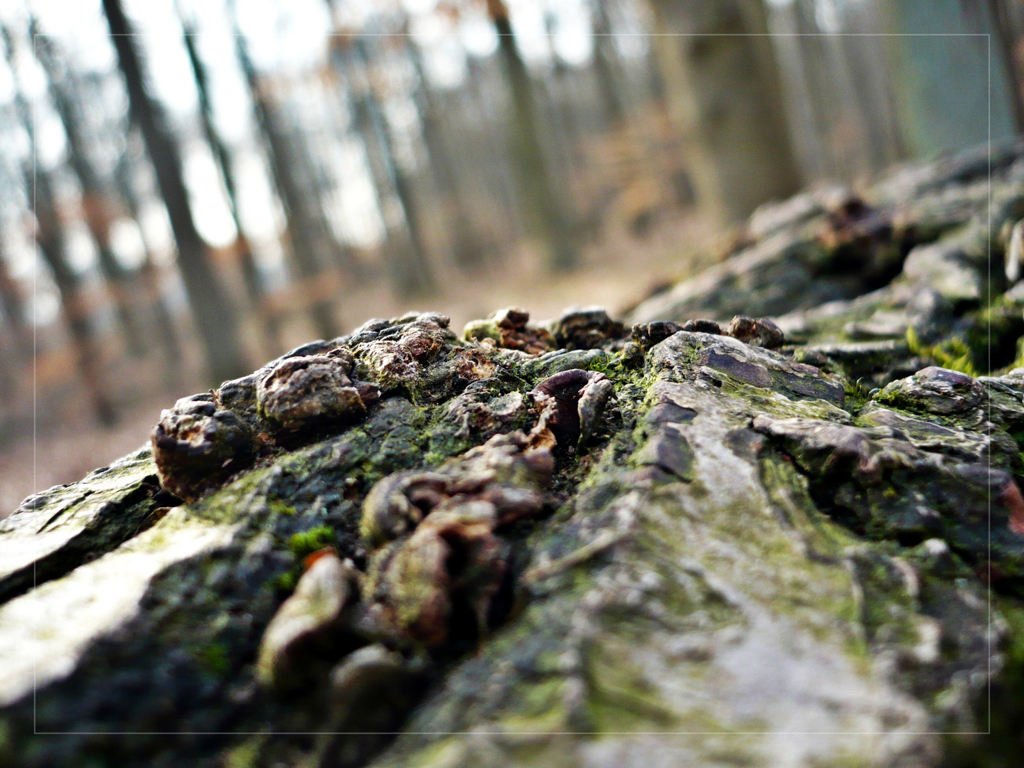 vor lauter Rinde... den Baum...