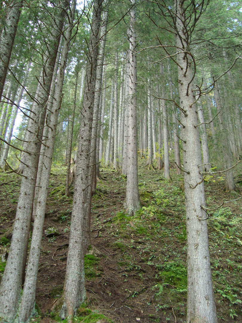 ... vor lauter Wald den Baum nicht sehen ...