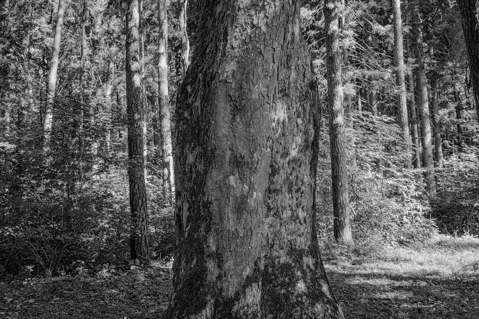 vor lauter Wald den Baum nicht sehen