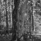 vor lauter Wald den Baum nicht sehen