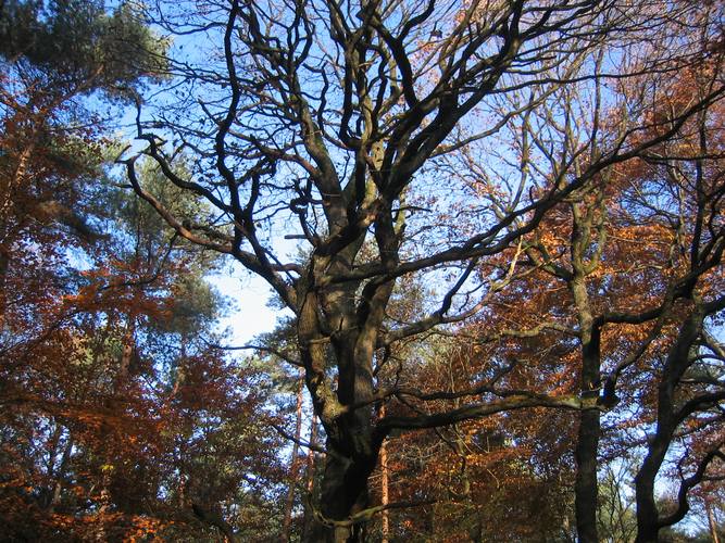 Vor lauter Wald sieht man die Bäume nicht