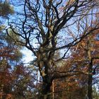 Vor lauter Wald sieht man die Bäume nicht