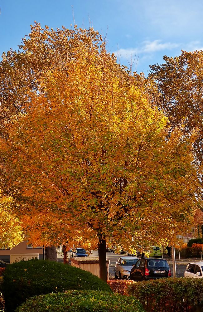 Vor meinem Fenster . . . Foto & Bild bäume, natur, herbst Bilder auf