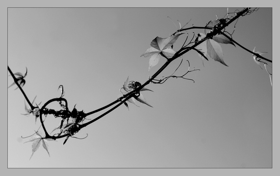 Vor meinem Fenster wird es langsam Herbst.....