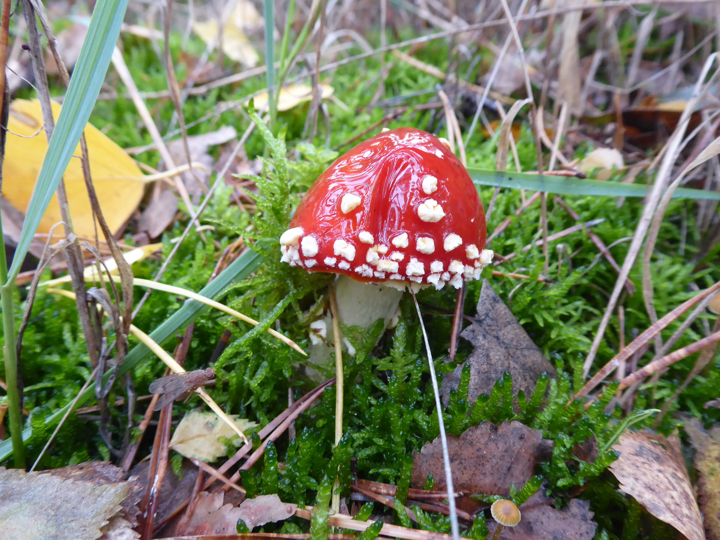 vor Nässe glänzend