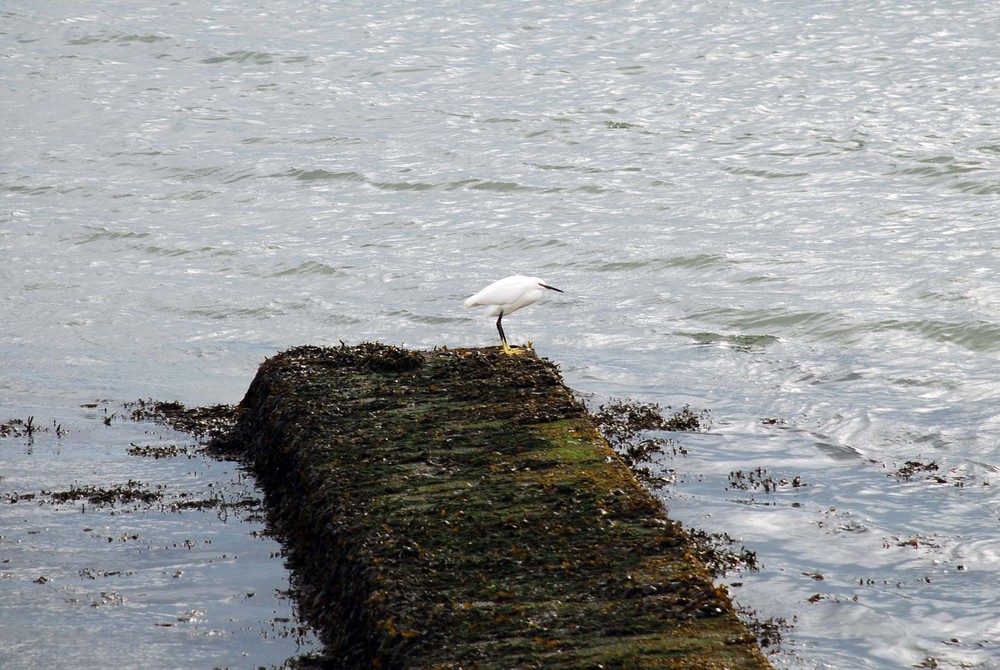 Vor North Bull Island