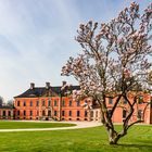 Vor Schloss Bothmer blüht die Magnolie