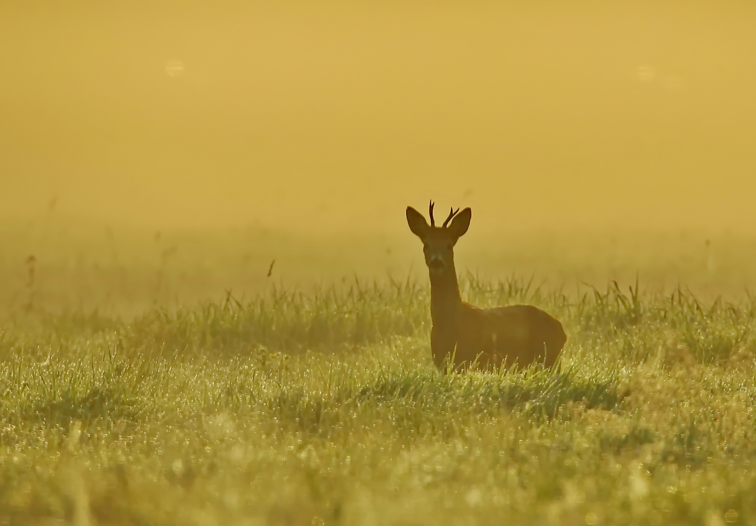 Vor Sonnenaufgang