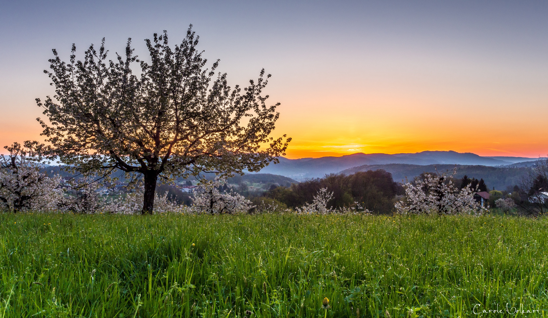 Vor Sonnenaufgang im Kirschenland