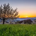 Vor Sonnenaufgang im Kirschenland