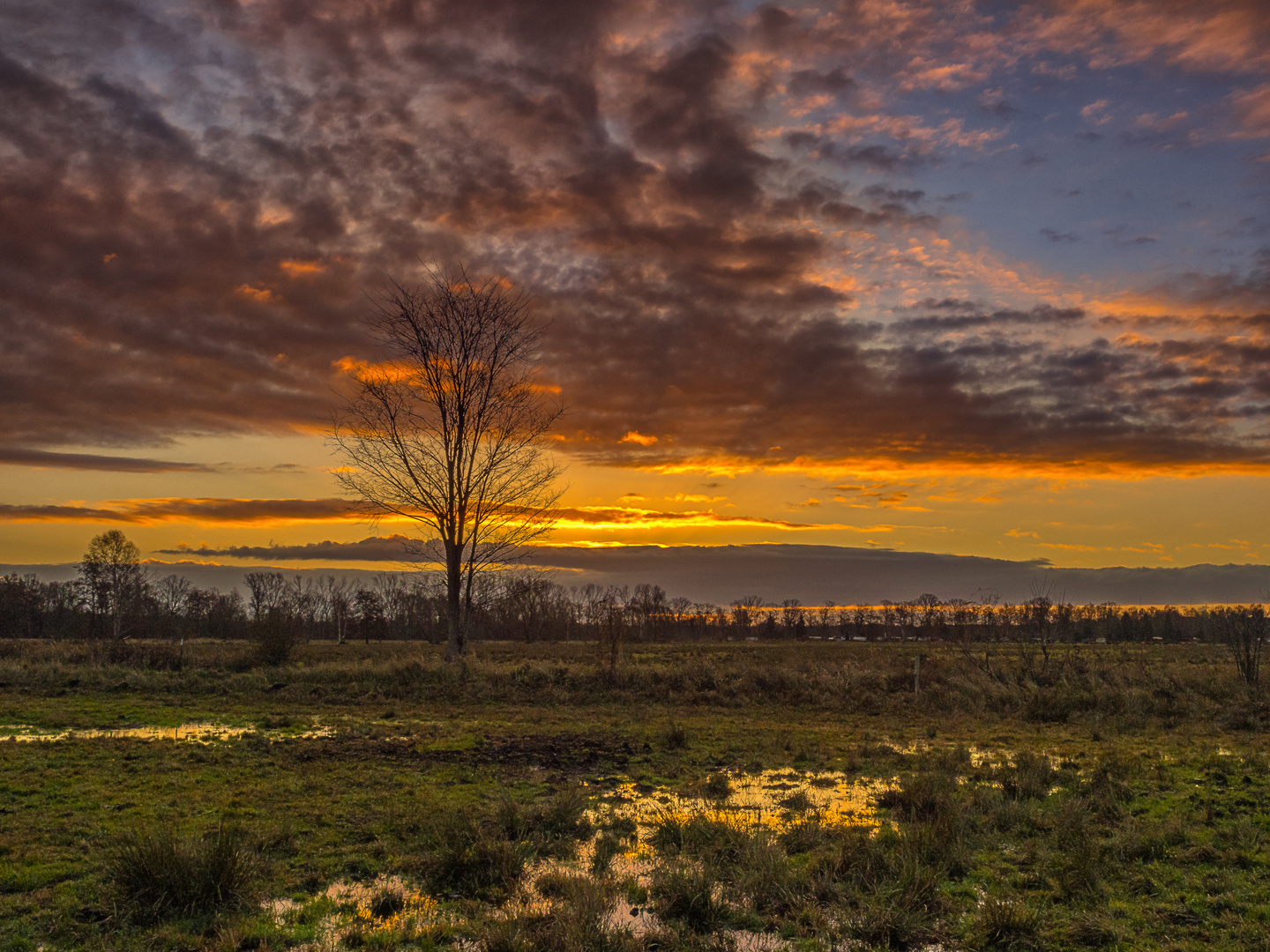 Vor Sonnenaufgang in den Gosener Wiesen