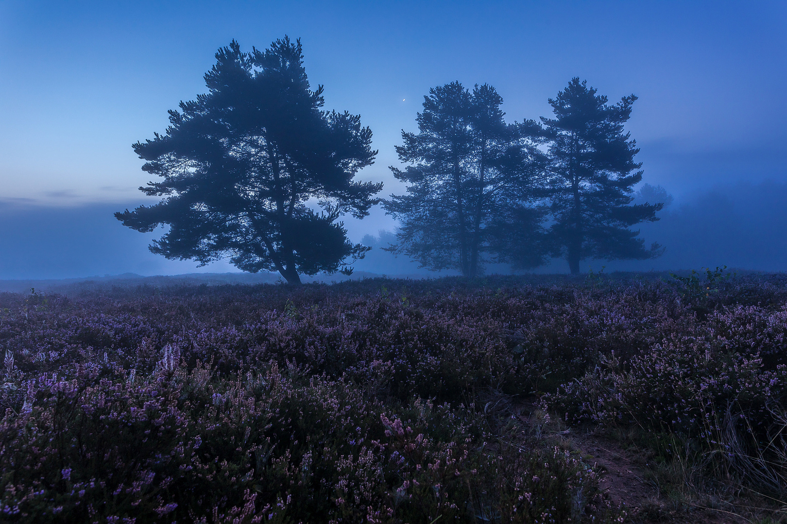 Vor Sonnenaufgang in der Mehlinger Heide