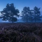 Vor Sonnenaufgang in der Mehlinger Heide