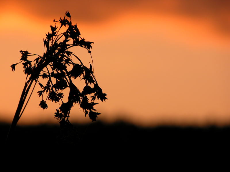 Vor Sonnenuntergang