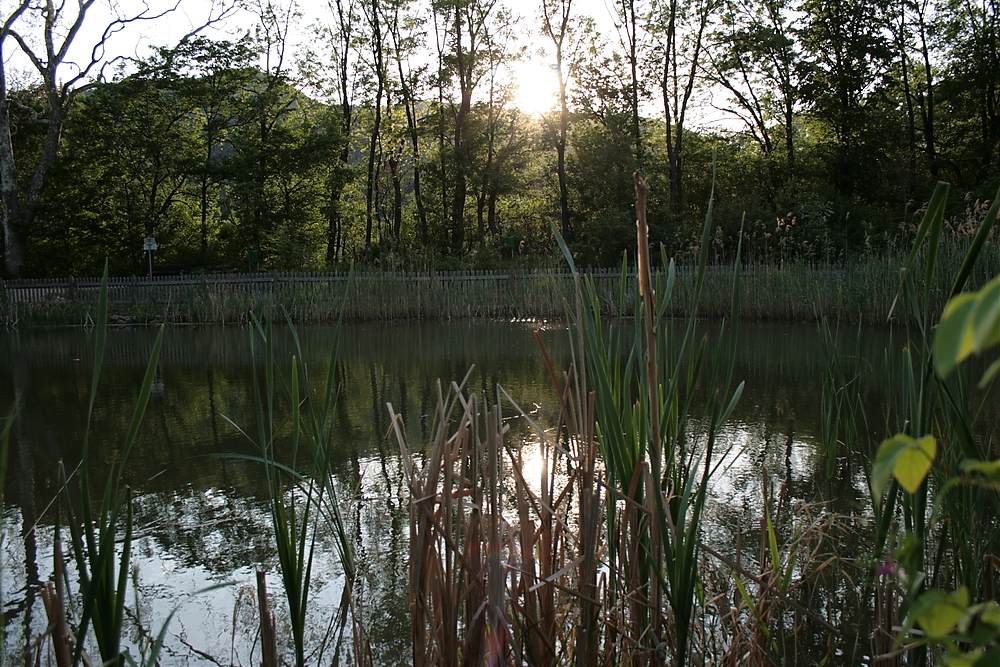 Vor Sonnenuntergang am Teich