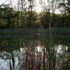 Vor Sonnenuntergang am Teich