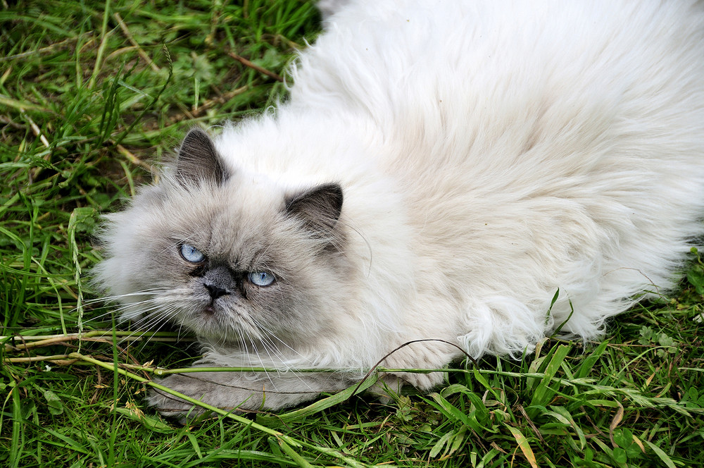 Vor Tausenden von Jahren wurden Katzen als Gottheiten verehrt.Die Katzen haben das niemals vergessen