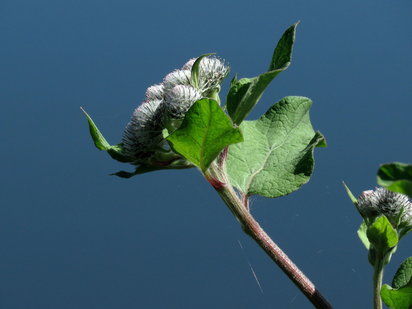 Vor tiefblauem Himmel