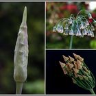 vor, während und nach der Blüte