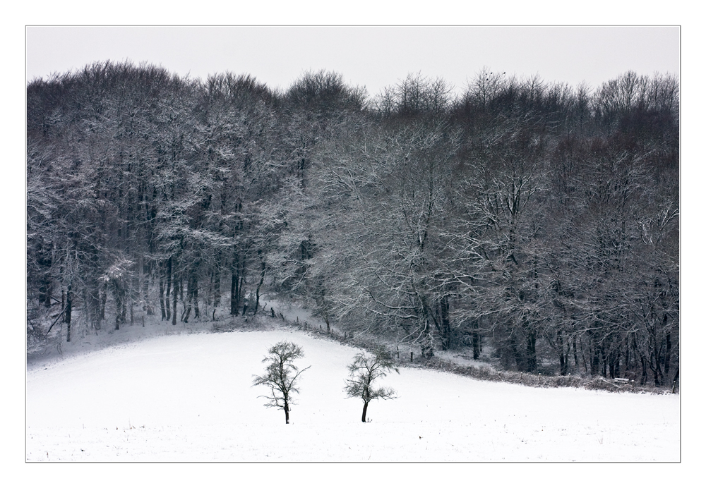 Vor-Wald