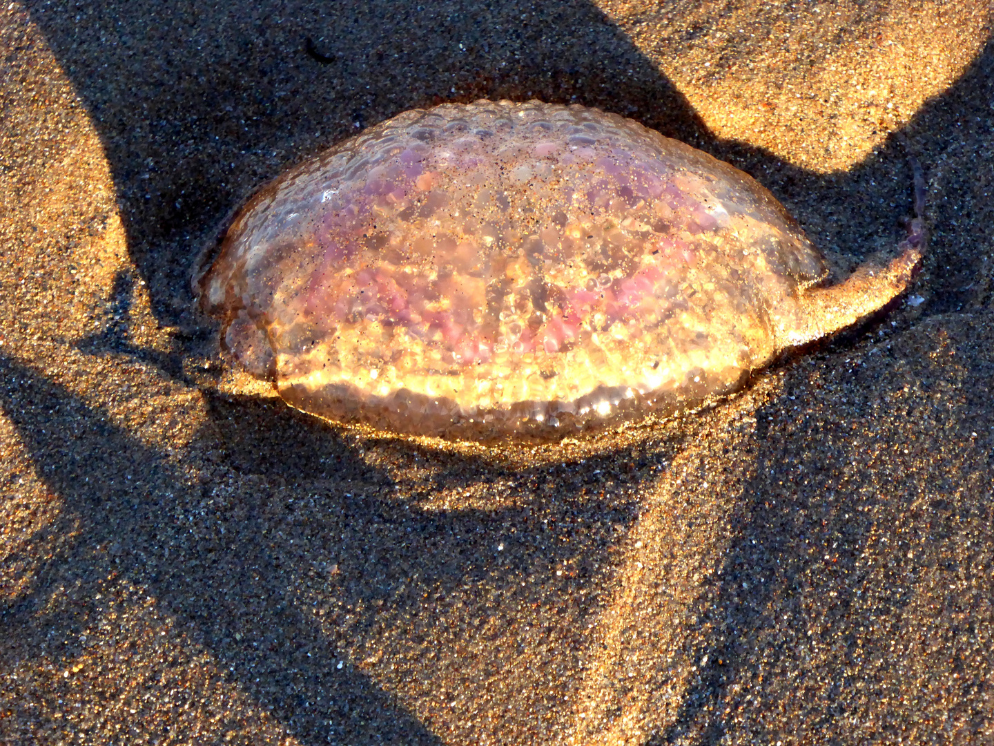 Vor was ekele ich mich, wenn ich das am Strand finde?