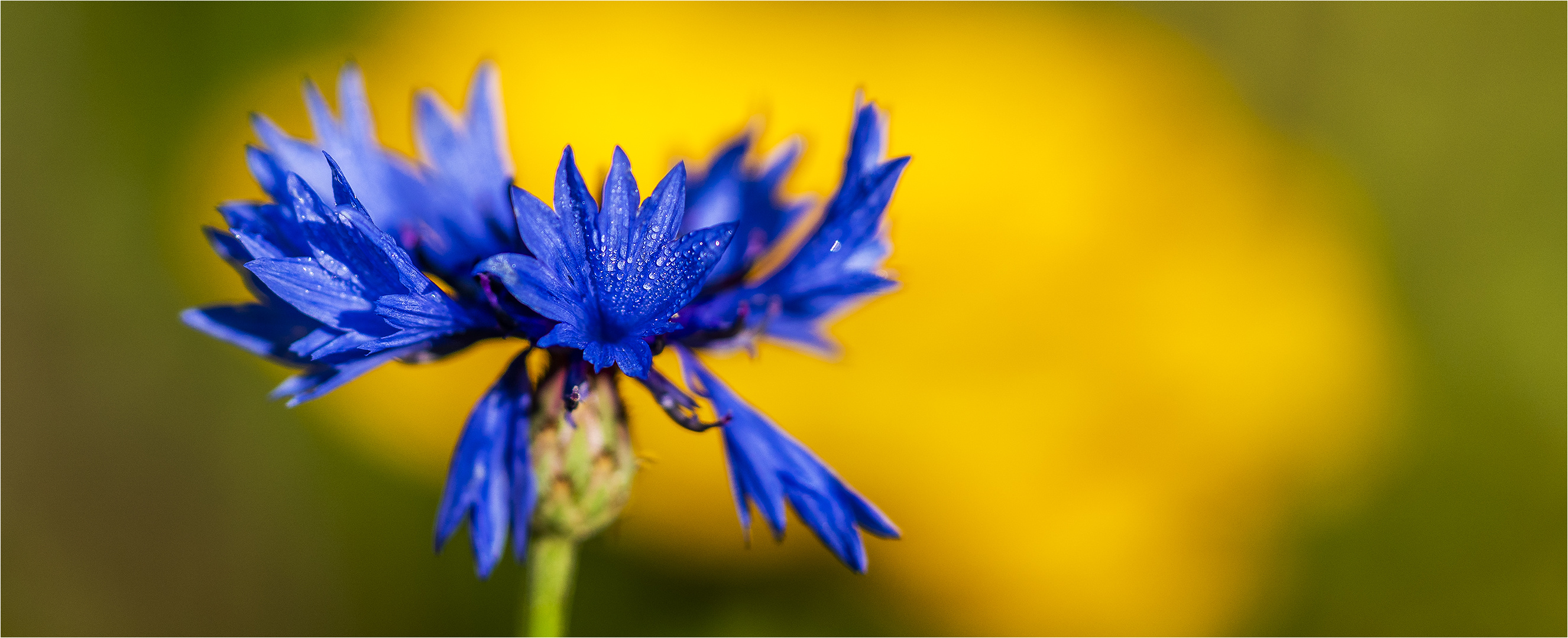 … Vor Zinnien …