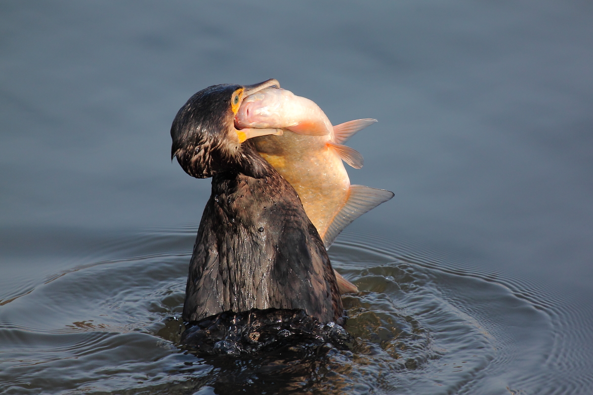 Voracious cormorant