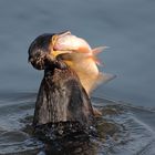 Voracious cormorant