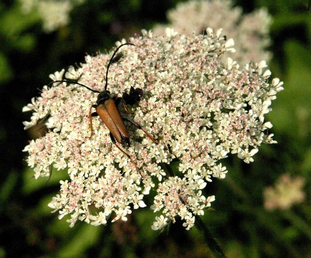 Voralpenbewohner auf Besuch bei Voralpenbewohnerin