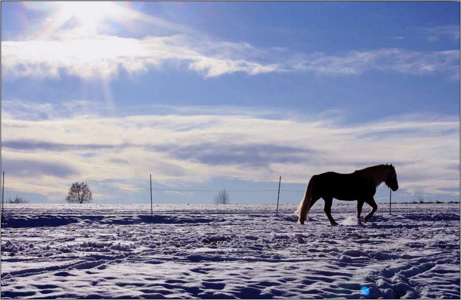 voralpenländische Winter- landschaft mit gelangweiltem Pferd