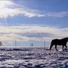 voralpenländische Winter- landschaft mit gelangweiltem Pferd