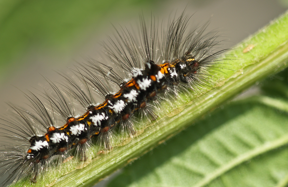 Voran zum nächsten Blatt