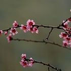 Voranzeige Frühling